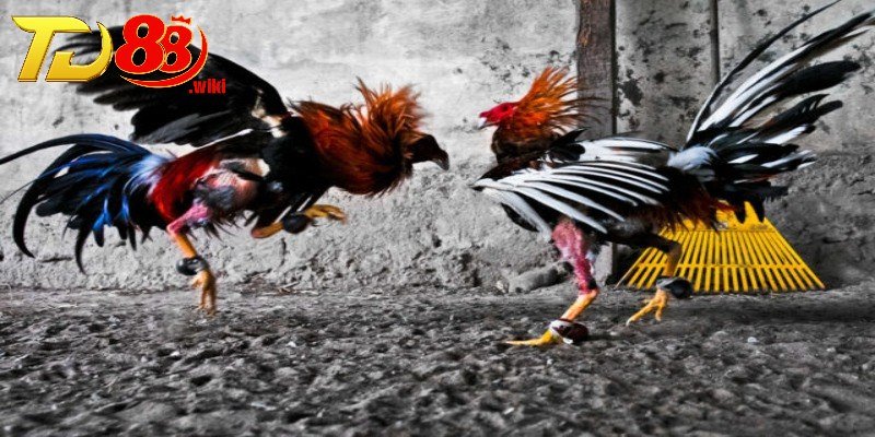 3 giống chọi kê cựa sắt