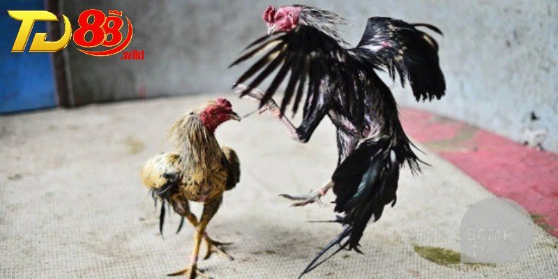 Bí quyết chọi kê bất bại