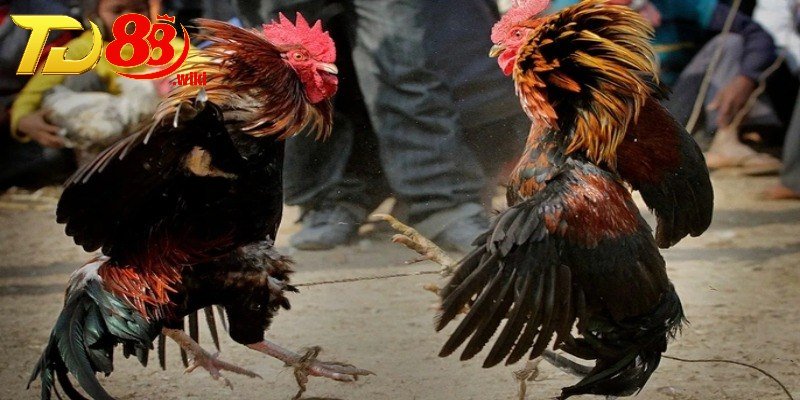 Hướng dẫn xem đá gà tại TD88