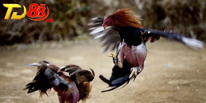 Kinh nghiệm hay khi xem đá gà