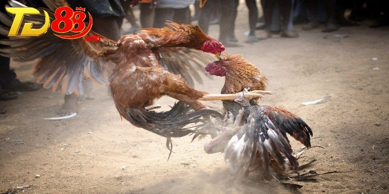 Lý do nên chọn cá cược đá gà uy tín?