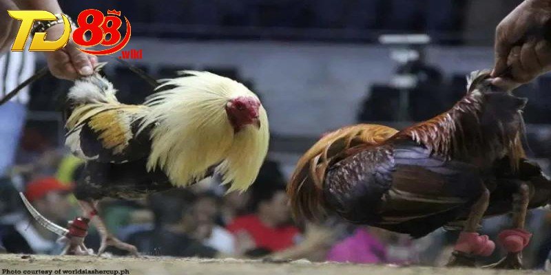 Tìm hiểu gà đá cựa sắt